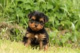 YORKSHIRE TERRIER 593